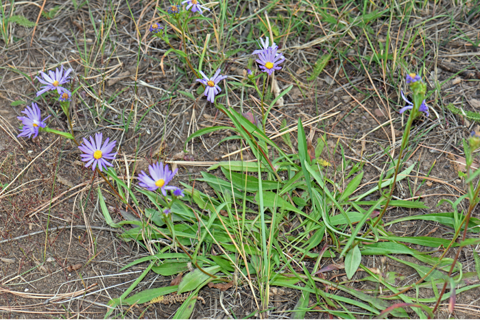 Alkali Marsh Aster grows has large green leaves that generally have smooth margins. Note in the photo that the basal leaves are more linear and the leaves higher up on the stem are narrowly spatulate. Almutaster pauciflorus